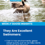 Swimmer, goose, wingtek, bracing, orthotics, patient care