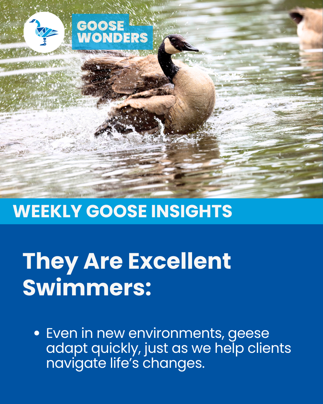 Swimmer, goose, wingtek, bracing, orthotics, patient care