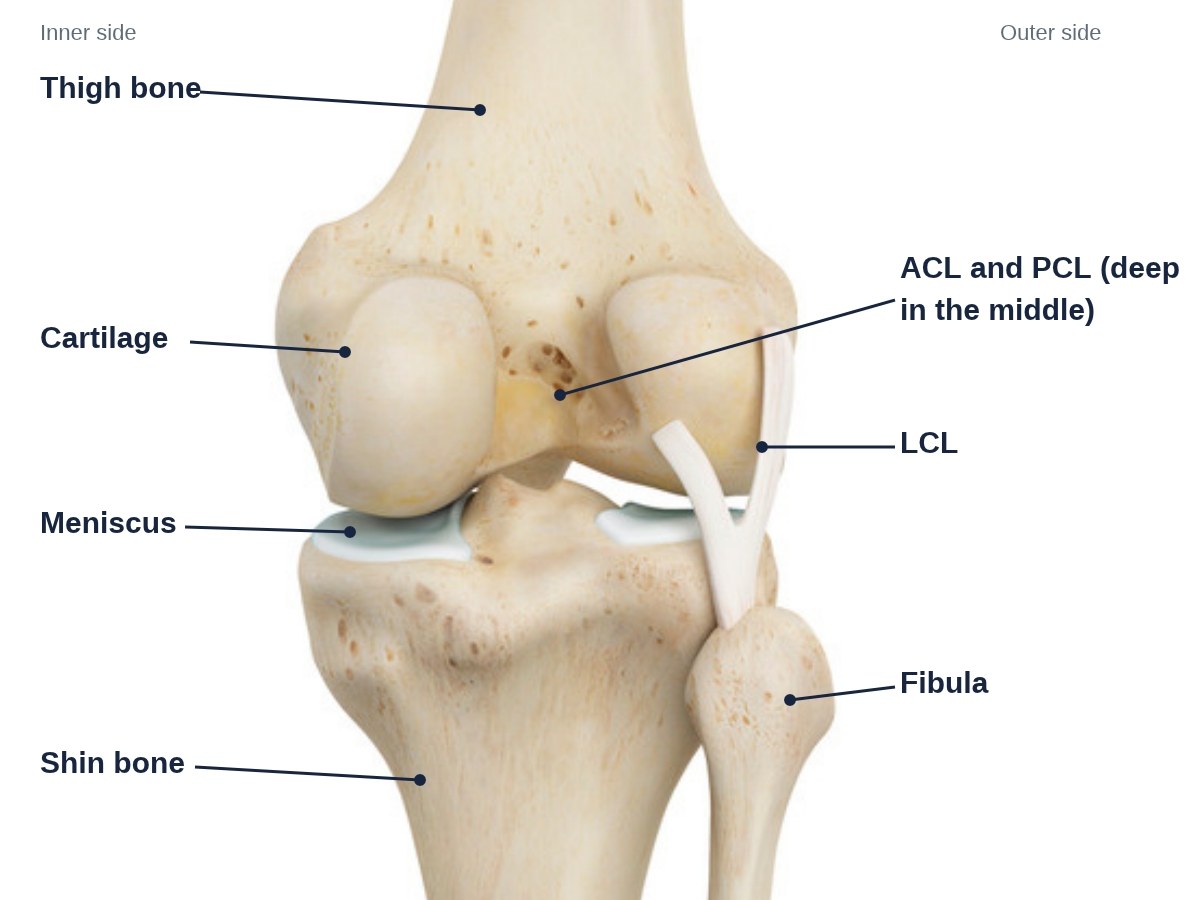 Front view of the knee with labels: thigh bone, cartilage, meniscus, shin bone, ACL and PCL, LCL and fibula.
